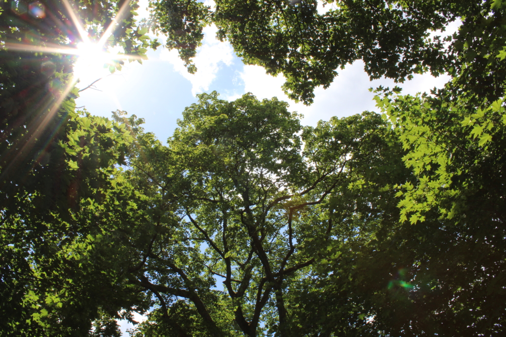 professionelles Karrierecoaching Business-Coaching Einzelcoaching Systemisches Coaching