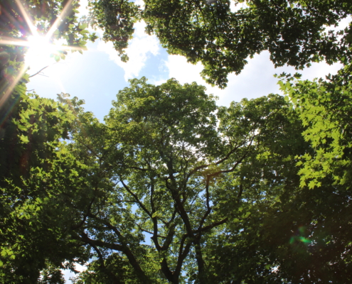 professionelles Karrierecoaching Business-Coaching Einzelcoaching Systemisches Coaching