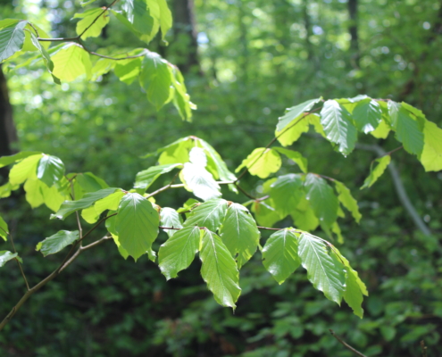 professionelles Karrierecoaching Business-Coaching Einzelcoaching Systemisches Coaching