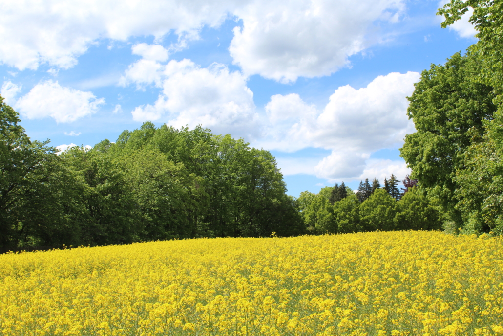 Hypnose Selbstfürsorge professionelles Karrierecoaching Business-Coaching Einzelcoaching Systemisches Coaching