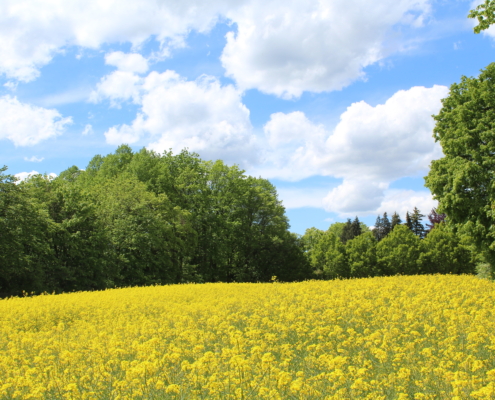 professionelles Karrierecoaching Business-Coaching Einzelcoaching Systemisches Coaching