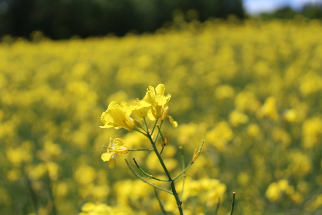 professionelles Karrierecoaching Business-Coaching Einzelcoaching Systemisches Coaching