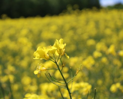 professionelles Karrierecoaching Business-Coaching Einzelcoaching Systemisches Coaching